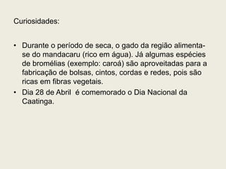 Curiosidades:
• Durante o período de seca, o gado da região alimenta-
se do mandacaru (rico em água). Já algumas espécies
de bromélias (exemplo: caroá) são aproveitadas para a
fabricação de bolsas, cintos, cordas e redes, pois são
ricas em fibras vegetais.
• Dia 28 de Abril é comemorado o Dia Nacional da
Caatinga.
 