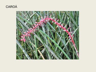 CAROÁ
 