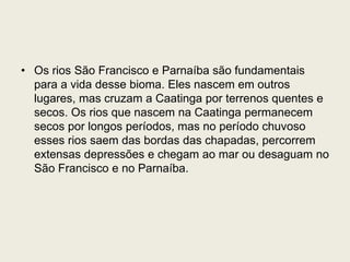 • Os rios São Francisco e Parnaíba são fundamentais
para a vida desse bioma. Eles nascem em outros
lugares, mas cruzam a Caatinga por terrenos quentes e
secos. Os rios que nascem na Caatinga permanecem
secos por longos períodos, mas no período chuvoso
esses rios saem das bordas das chapadas, percorrem
extensas depressões e chegam ao mar ou desaguam no
São Francisco e no Parnaíba.
 