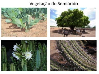 Vegetação do Semiárido

 