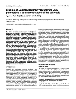 NucleicAcids Research, 1995, Vol. 23, No. 21 4337-4344
Studies of Schizosaccharomyces pombe DNA
polymerase ac at different stages of the cell cycle
Hyunsun Park, Ralph Davis and Teresa S.-F. Wang*
Department of Pathology and Department of Pharmacology, Stanford University School of Medicine, Stanford,
CA 94305, USA
Received August 8, 1995; Revised and Accepted September 21, 1995
ABSTRACT
The status of Schizosaccharomyces pombe (fission
yeast) DNA polymerase a was investigated at different
stages of the cell cycle. S.pombe DNA polymerase a is
a phosphoprotein, with serine being the exclusive
phosphoamino acid. By in vivo pulse labeling experi-
ments DNA polymerase a was found to be phosphory-
lated to a 3-fold higher level in late S phase cells
compared with cells in the G2 and M phases, but the
steady-state level of phosphorylation did not vary
significantly during the cell cycle. Tryptic phospho-
peptide mapping demonstrated that the phosphoryla-
tion sites of DNA polymerase a from late S phase cells
were not the same as that from G2/M phase cells. DNA
polymerase a partially purified from G1/S cells had a
different mobility in native gels from that from G2/M
phase cells. The partially purified polymerase a from
G1/S phase cells had a higher affinity for single-
stranded DNA than that from G2/M phase cells. Despite
the apparent differences in cell cycle-dependent phos-
phorylation, mobility in native gels and affinity for
DNA, the in vitro enzymatic activity of the partially
purified DNA polymerase a did not appear to vary
during the cell cycle. The possible biological signifi-
cance of these cell cycle-dependent characteristics of
DNA polymerase a is discussed.
INTRODUCTION
Studies of DNA replication in Escherichia coli, phage X and
simian virus 40 (SV40) have identified proteins that are essential
for initiation of DNA replication (1-3). Among the host proteins
that are required and sufficient for SV40 viral DNA replication in
vitro is DNA polymerase a/primase (4-7), which functions
primarily for synthesis ofa RNA-DNA primerforinitiation atthe
SV40 origin and for priming each Okazaki fragment (2,3). In
vitro SV40 replication studies have shown that stringent species-
specific interactions between DNA polymerase a and other
replication proteins are required for initiation of DNA synthesis
(8). A domain of the DNA polymerase a catalytic polypeptide
which interacts with SV40 large T antigen in a species-specific
manner has been identified and the interaction is thought to be
essential for the transition from the pre-initiation to the initiation
stage (9,10). Genetic studies have shown that human DNA
polymerase a expressed in budding yeast fails to either rescue
several different conditional lethal alleles of the budding yeast
POLl gene at the restrictive temperature or to complement a
budding yeast POLI null allele in germinating spores and in
vegetatively growing cells. Moreover, despite the fact that human
DNA polymerase a can be expressed in fission yeast with
catalytic function in vitro, the human enzyme cannot complement
the disrupted S.pombe pola::ura4+ allele in germinating spores
(11). These findings strongly suggest that DNA polymerase a
requires stringent protein-protein and/or protein-DNA interac-
tions for initiation of chromosomal DNA synthesis and for
priming lagging strand DNA synthesis.
We have shown that S.pombe DNA polymerase a is constant
at the levels of transcript, protein and enzymatic activity
throughout the cell cycle, similarly to human DNA polymerase
a (12,13). This indicates that S.pombe DNA polymerase a is not
regulated at the level ofen masse synthesis or degradation during
the cell cycle. Given the critical role played by DNA polymerase
a in initiation and priming of lagging strand DNA synthesis, it is
reasonable to anticipate that this enzyme may be regulated by
post-translational modification, protein-protein and/or protein-
DNA interactions. In this report we examined the status of DNA
polymerase a in S.pombe during the cell cycle.
MATERIALS AND METHODS
Strains and media
The haploid cdc25 strain carrying the cdc25-22 allele (14) was
grown in either rich medium (YE) or Edinburgh minimum
medium (EMM). For in vivo labeling with [32P]orthophosphate
cells were grown in EMM plus phosphate (EMMP) containing
either 100 IM or 1 ,uM phosphate as described (15). Haploid
cdclO cells carrying the cdcl0-129 allele were used as a G1 phase
cell cycle marker for flow cytometry analysis.
Antibodies, preparation of cell lysates, immunoblotting,
polyacrylamide gel electrophoresis and protein
quantitation
Polyclonal chicken IgY antibodies B 18, specific for S.pombe
DNA polymerase a catalytic subunit, was used for immunoblot-
*
To whom correspondence should be addressed
1995 Oxford University Press
 