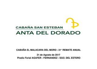 31 de Agosto de 2017
CABAÑA EL MALACARA DEL MORO - 31° REMATE ANUAL
Predio Ferial AGAFER - FERNANDEZ - SGO. DEL ESTERO
 