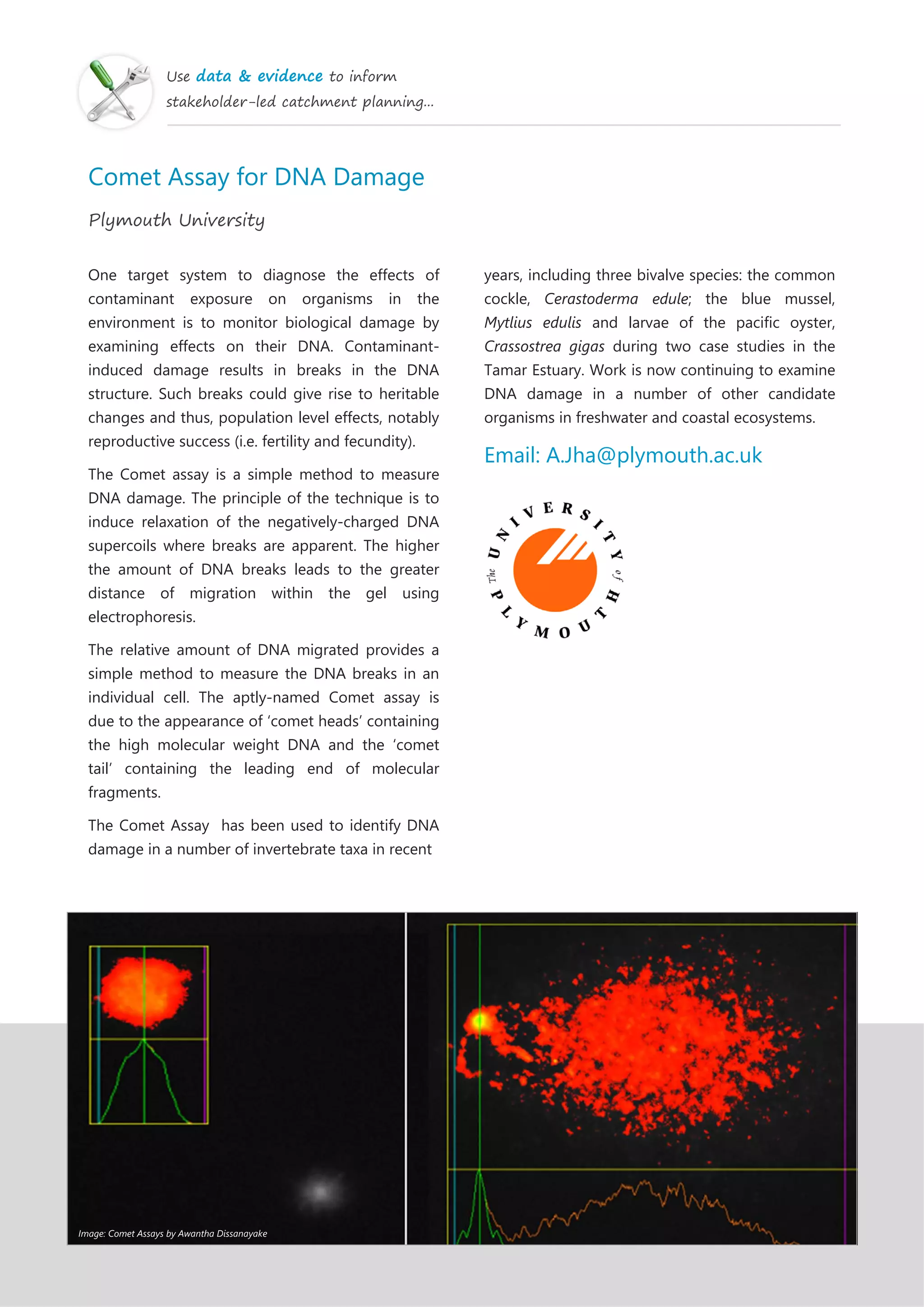 Use data & evidence to inform
stakeholder-led catchment planning...
Comet Assay for DNA Damage
Plymouth University
One target system to diagnose the effects of
contaminant exposure on organisms in the
environment is to monitor biological damage by
examining effects on their DNA. Contaminant-
induced damage results in breaks in the DNA
structure. Such breaks could give rise to heritable
changes and thus, population level effects, notably
reproductive success (i.e. fertility and fecundity).
The Comet assay is a simple method to measure
DNA damage. The principle of the technique is to
induce relaxation of the negatively-charged DNA
supercoils where breaks are apparent. The higher
the amount of DNA breaks leads to the greater
distance of migration within the gel using
electrophoresis.
The relative amount of DNA migrated provides a
simple method to measure the DNA breaks in an
individual cell. The aptly-named Comet assay is
due to the appearance of ‘comet heads’ containing
the high molecular weight DNA and the ‘comet
tail’ containing the leading end of molecular
fragments.
The Comet Assay has been used to identify DNA
damage in a number of invertebrate taxa in recent
years, including three bivalve species: the common
cockle, Cerastoderma edule; the blue mussel,
Mytlius edulis and larvae of the pacific oyster,
Crassostrea gigas during two case studies in the
Tamar Estuary. Work is now continuing to examine
DNA damage in a number of other candidate
organisms in freshwater and coastal ecosystems.
Email: A.Jha@plymouth.ac.uk
Image: Comet Assays by Awantha Dissanayake
 
