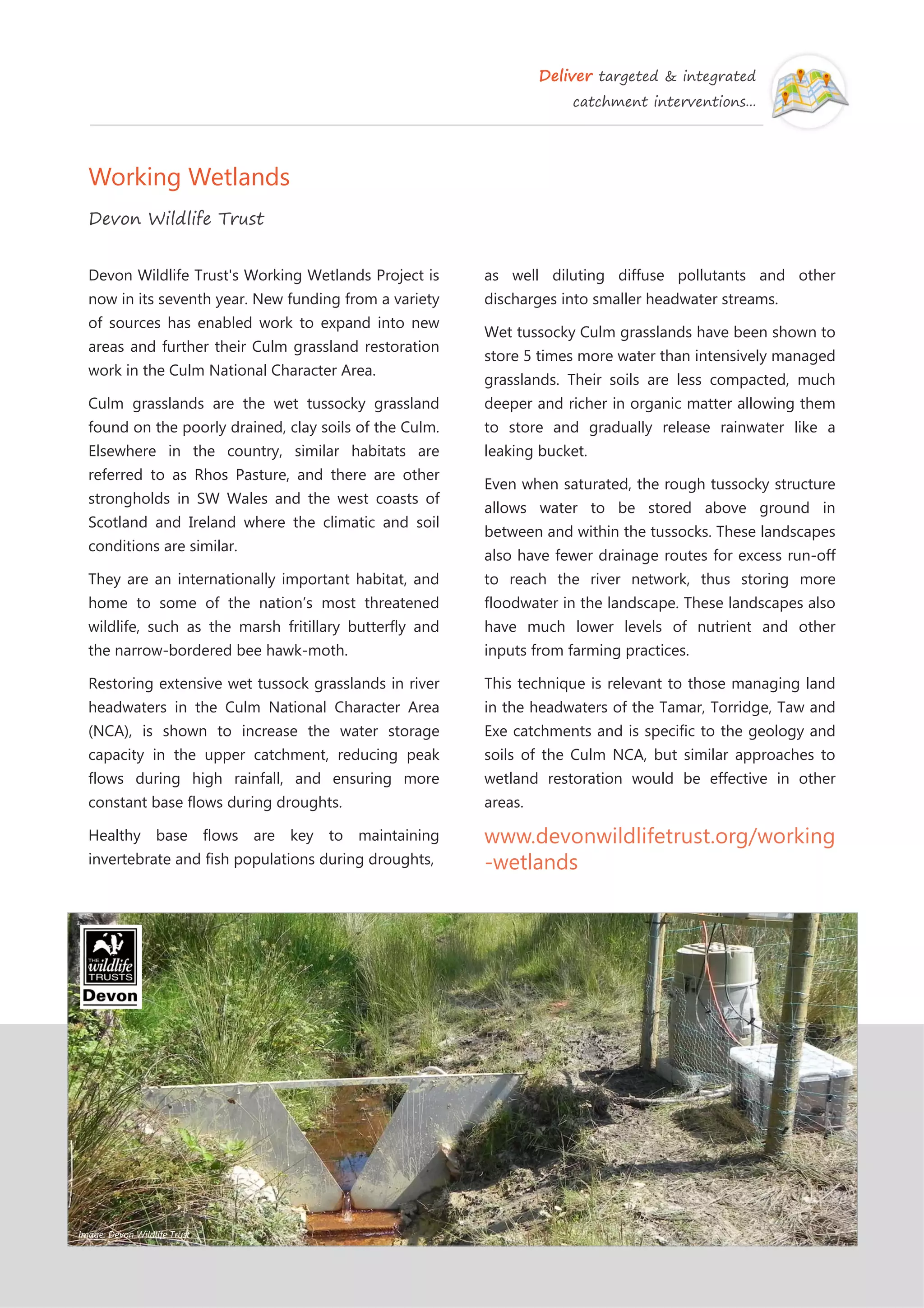 Deliver targeted & integrated
catchment interventions...
Working Wetlands
Devon Wildlife Trust
as well diluting diffuse pollutants and other
discharges into smaller headwater streams.
Wet tussocky Culm grasslands have been shown to
store 5 times more water than intensively managed
grasslands. Their soils are less compacted, much
deeper and richer in organic matter allowing them
to store and gradually release rainwater like a
leaking bucket.
Even when saturated, the rough tussocky structure
allows water to be stored above ground in
between and within the tussocks. These landscapes
also have fewer drainage routes for excess run-off
to reach the river network, thus storing more
floodwater in the landscape. These landscapes also
have much lower levels of nutrient and other
inputs from farming practices.
This technique is relevant to those managing land
in the headwaters of the Tamar, Torridge, Taw and
Exe catchments and is specific to the geology and
soils of the Culm NCA, but similar approaches to
wetland restoration would be effective in other
areas.
www.devonwildlifetrust.org/working
-wetlands
Devon Wildlife Trust's Working Wetlands Project is
now in its seventh year. New funding from a variety
of sources has enabled work to expand into new
areas and further their Culm grassland restoration
work in the Culm National Character Area.
Culm grasslands are the wet tussocky grassland
found on the poorly drained, clay soils of the Culm.
Elsewhere in the country, similar habitats are
referred to as Rhos Pasture, and there are other
strongholds in SW Wales and the west coasts of
Scotland and Ireland where the climatic and soil
conditions are similar.
They are an internationally important habitat, and
home to some of the nation’s most threatened
wildlife, such as the marsh fritillary butterfly and
the narrow-bordered bee hawk-moth.
Restoring extensive wet tussock grasslands in river
headwaters in the Culm National Character Area
(NCA), is shown to increase the water storage
capacity in the upper catchment, reducing peak
flows during high rainfall, and ensuring more
constant base flows during droughts.
Healthy base flows are key to maintaining
invertebrate and fish populations during droughts,
Image: Devon Wildlife Trust
 