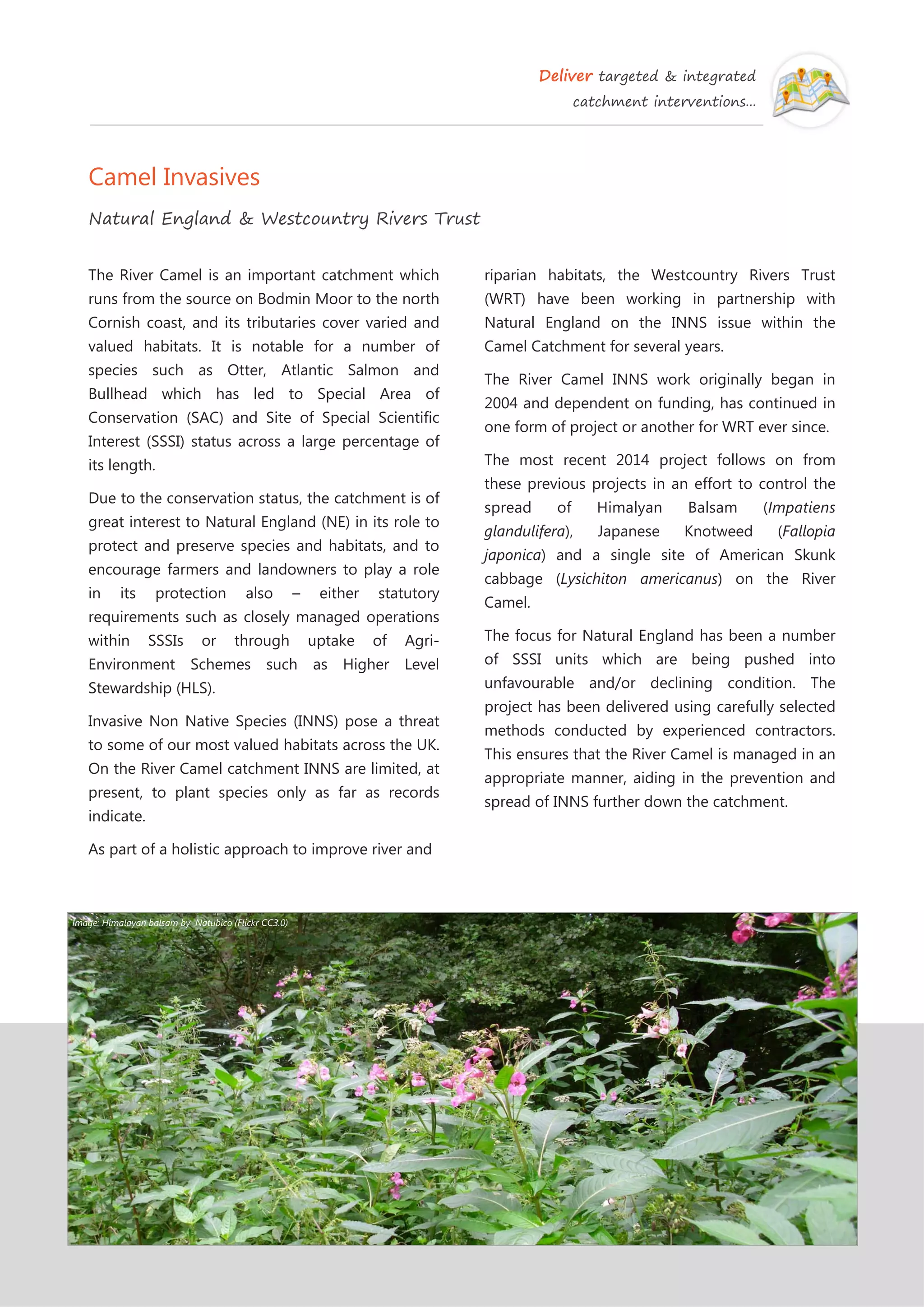 Deliver targeted & integrated
catchment interventions...
Camel Invasives
Natural England & Westcountry Rivers Trust
riparian habitats, the Westcountry Rivers Trust
(WRT) have been working in partnership with
Natural England on the INNS issue within the
Camel Catchment for several years.
The River Camel INNS work originally began in
2004 and dependent on funding, has continued in
one form of project or another for WRT ever since.
The most recent 2014 project follows on from
these previous projects in an effort to control the
spread of Himalyan Balsam (Impatiens
glandulifera), Japanese Knotweed (Fallopia
japonica) and a single site of American Skunk
cabbage (Lysichiton americanus) on the River
Camel.
The focus for Natural England has been a number
of SSSI units which are being pushed into
unfavourable and/or declining condition. The
project has been delivered using carefully selected
methods conducted by experienced contractors.
This ensures that the River Camel is managed in an
appropriate manner, aiding in the prevention and
spread of INNS further down the catchment.
The River Camel is an important catchment which
runs from the source on Bodmin Moor to the north
Cornish coast, and its tributaries cover varied and
valued habitats. It is notable for a number of
species such as Otter, Atlantic Salmon and
Bullhead which has led to Special Area of
Conservation (SAC) and Site of Special Scientific
Interest (SSSI) status across a large percentage of
its length.
Due to the conservation status, the catchment is of
great interest to Natural England (NE) in its role to
protect and preserve species and habitats, and to
encourage farmers and landowners to play a role
in its protection also – either statutory
requirements such as closely managed operations
within SSSIs or through uptake of Agri-
Environment Schemes such as Higher Level
Stewardship (HLS).
Invasive Non Native Species (INNS) pose a threat
to some of our most valued habitats across the UK.
On the River Camel catchment INNS are limited, at
present, to plant species only as far as records
indicate.
As part of a holistic approach to improve river and
Image: Himalayan balsam by Natubico (Flickr CC3.0)
 
