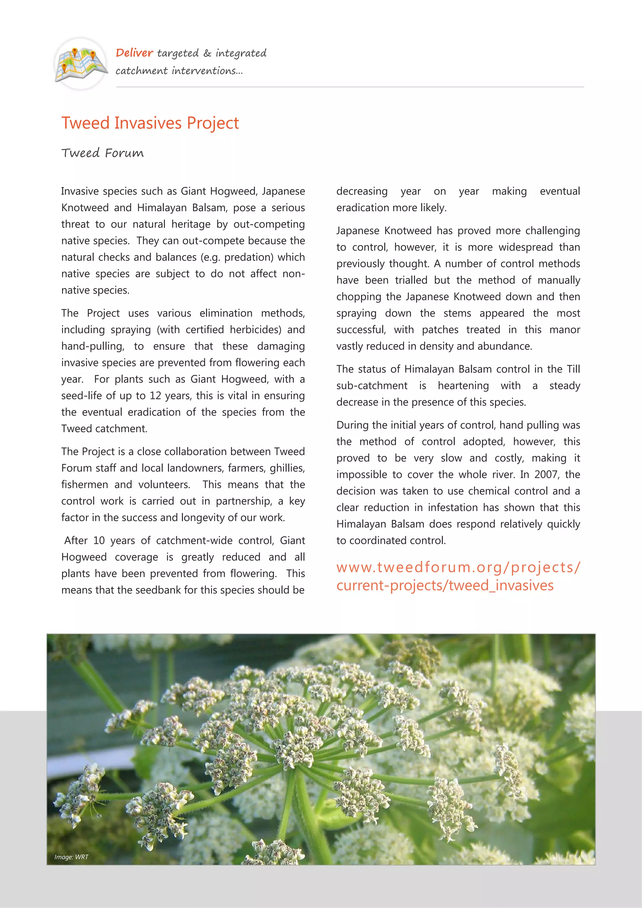Deliver targeted & integrated
catchment interventions...
Tweed Invasives Project
Tweed Forum
Invasive species such as Giant Hogweed, Japanese
Knotweed and Himalayan Balsam, pose a serious
threat to our natural heritage by out-competing
native species. They can out-compete because the
natural checks and balances (e.g. predation) which
native species are subject to do not affect non-
native species.
The Project uses various elimination methods,
including spraying (with certified herbicides) and
hand-pulling, to ensure that these damaging
invasive species are prevented from flowering each
year. For plants such as Giant Hogweed, with a
seed-life of up to 12 years, this is vital in ensuring
the eventual eradication of the species from the
Tweed catchment.
The Project is a close collaboration between Tweed
Forum staff and local landowners, farmers, ghillies,
fishermen and volunteers. This means that the
control work is carried out in partnership, a key
factor in the success and longevity of our work.
After 10 years of catchment-wide control, Giant
Hogweed coverage is greatly reduced and all
plants have been prevented from flowering. This
means that the seedbank for this species should be
decreasing year on year making eventual
eradication more likely.
Japanese Knotweed has proved more challenging
to control, however, it is more widespread than
previously thought. A number of control methods
have been trialled but the method of manually
chopping the Japanese Knotweed down and then
spraying down the stems appeared the most
successful, with patches treated in this manor
vastly reduced in density and abundance.
The status of Himalayan Balsam control in the Till
sub-catchment is heartening with a steady
decrease in the presence of this species.
During the initial years of control, hand pulling was
the method of control adopted, however, this
proved to be very slow and costly, making it
impossible to cover the whole river. In 2007, the
decision was taken to use chemical control and a
clear reduction in infestation has shown that this
Himalayan Balsam does respond relatively quickly
to coordinated control.
www.tweedforum.org/projects/
current-projects/tweed_invasives
Image: WRT
 