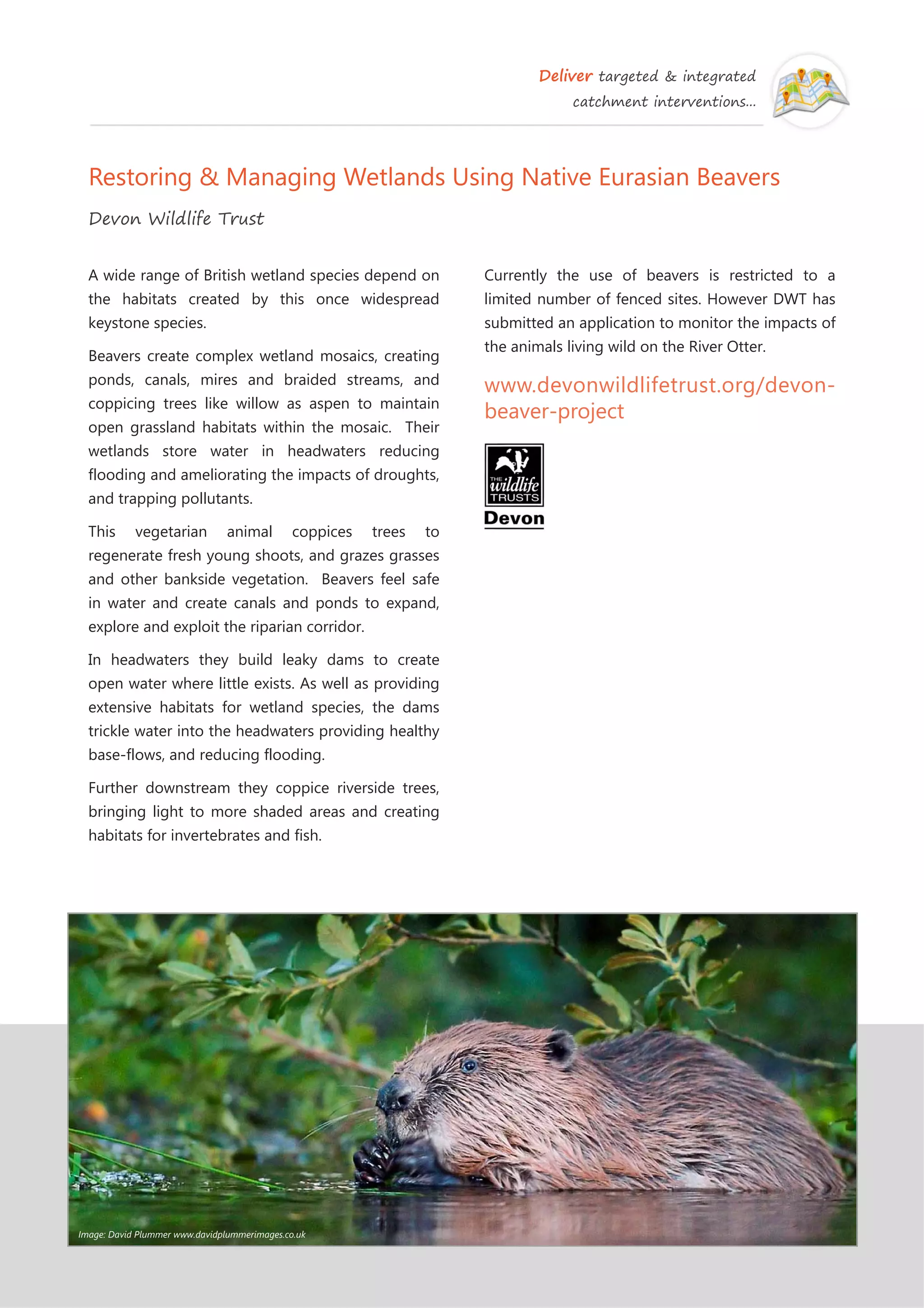Deliver targeted & integrated
catchment interventions...
Restoring & Managing Wetlands Using Native Eurasian Beavers
Devon Wildlife Trust
Currently the use of beavers is restricted to a
limited number of fenced sites. However DWT has
submitted an application to monitor the impacts of
the animals living wild on the River Otter.
www.devonwildlifetrust.org/devon-
beaver-project
A wide range of British wetland species depend on
the habitats created by this once widespread
keystone species.
Beavers create complex wetland mosaics, creating
ponds, canals, mires and braided streams, and
coppicing trees like willow as aspen to maintain
open grassland habitats within the mosaic. Their
wetlands store water in headwaters reducing
flooding and ameliorating the impacts of droughts,
and trapping pollutants.
This vegetarian animal coppices trees to
regenerate fresh young shoots, and grazes grasses
and other bankside vegetation. Beavers feel safe
in water and create canals and ponds to expand,
explore and exploit the riparian corridor.
In headwaters they build leaky dams to create
open water where little exists. As well as providing
extensive habitats for wetland species, the dams
trickle water into the headwaters providing healthy
base-flows, and reducing flooding.
Further downstream they coppice riverside trees,
bringing light to more shaded areas and creating
habitats for invertebrates and fish.
Image: David Plummer www.davidplummerimages.co.uk
 