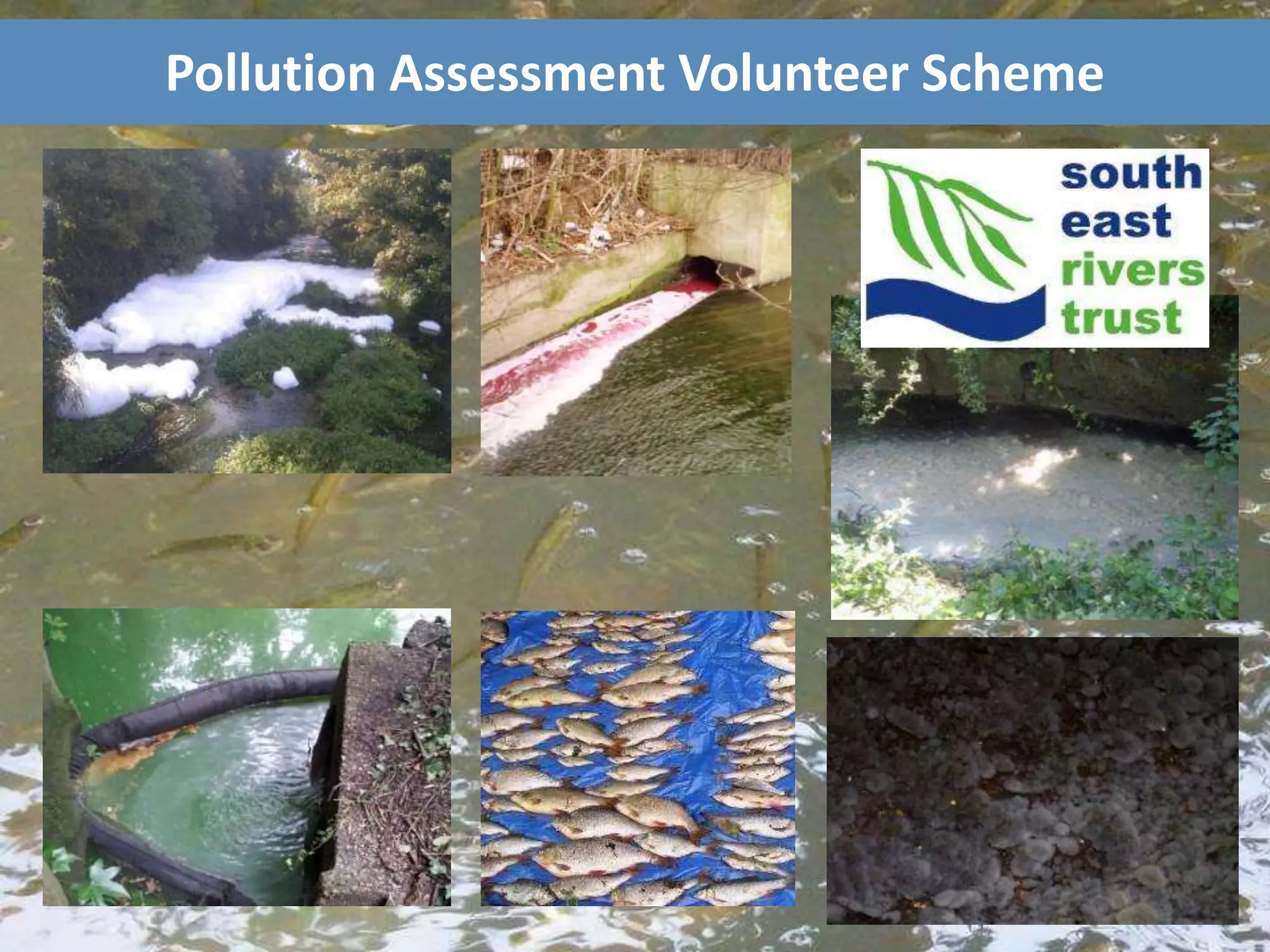 Pollution Assessment Volunteer Scheme
 