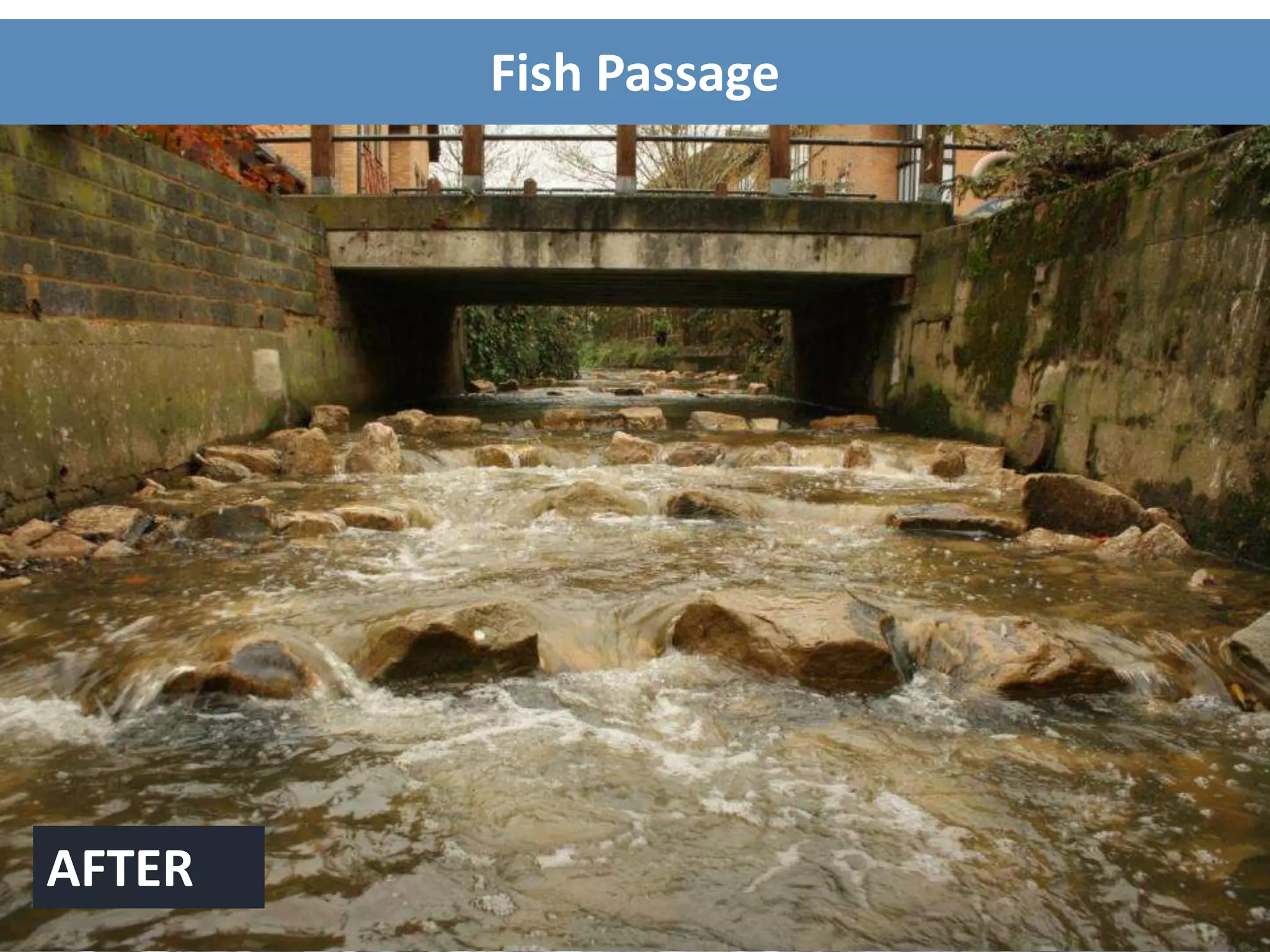 BEFOREAFTER
Fish Passage
 