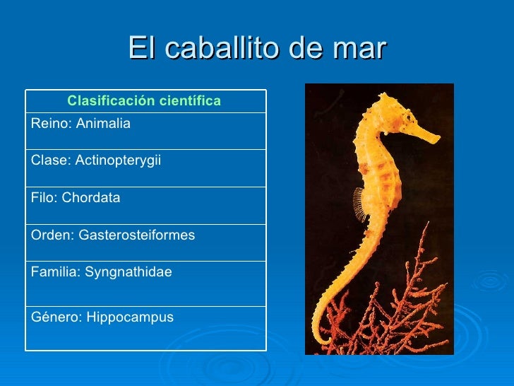 Caballito De Mar Caballito De Mar