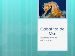 Caballitos de
Mar
Maria Elisa Almada
Sofia Ramirez
 
