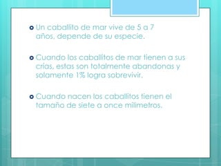  Un caballito de mar vive de 5 a 7
años, depende de su especie.
 Cuando los caballitos de mar tienen a sus
crías, estas son totalmente abandonas y
solamente 1% logra sobrevivir.
 Cuando nacen los caballitos tienen el
tamaño de siete a once milimetros.
 