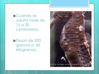 Cuando es
adulto mide de
15 a 30
centimetros.
Pesan de 200
gramos a .45
kilogramos.
 