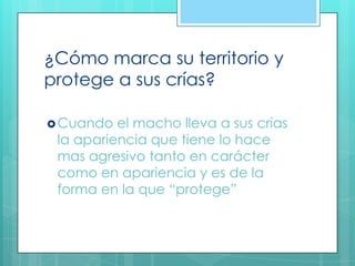 ¿Cómo marca su territorio y
protege a sus crías?
Cuando el macho lleva a sus crias
la apariencia que tiene lo hace
mas agresivo tanto en carácter
como en apariencia y es de la
forma en la que “protege”
 