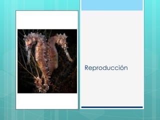 Reproducción
 