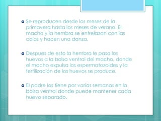  Se reproducen desde los meses de la
primavera hasta los meses de verano. El
macho y la hembra se entrelazan con las
colas y hacen una danza.
 Despues de esto la hembra le pasa los
huevos a la bolsa ventral del macho, donde
el macho expulsa los espermatozoides y la
fertilización de los huevos se produce.
 El padre los tiene por varias semanas en la
bolsa ventral donde puede mantener cada
huevo separado.
 