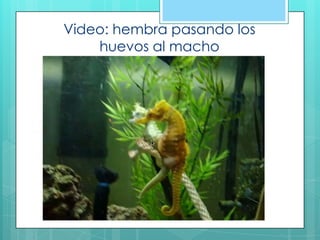 Video: hembra pasando los
huevos al macho
 
