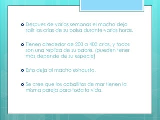  Despues de varias semanas el macho deja
salir las crías de su bolsa durante varias horas.
 Tienen alrededor de 200 a 400 crias, y todos
son una replica de su padre. (pueden tener
más depende de su especie)
 Esto deja al macho exhausto.
 Se cree que los caballitos de mar tienen la
misma pareja para toda la vida.
 
