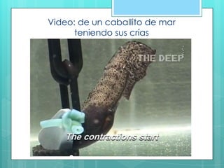 Video: de un caballito de mar
teniendo sus crías
 
