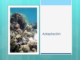 Adaptación
 