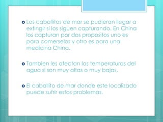  Los caballitos de mar se pudieran llegar a
extingir si los siguen capturando. En China
los capturan por dos propositos uno es
para comerselos y otro es para una
medicina China.
 Tambien les afectan las temperaturas del
agua si son muy altas o muy bajas.
 El caballito de mar donde este localizado
puede sufrir estos problemas.
 