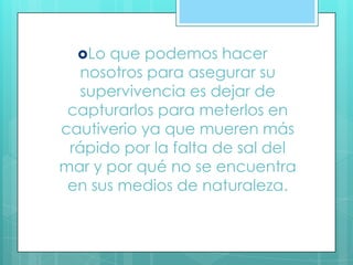 Lo que podemos hacer
nosotros para asegurar su
supervivencia es dejar de
capturarlos para meterlos en
cautiverio ya que mueren más
rápido por la falta de sal del
mar y por qué no se encuentra
en sus medios de naturaleza.
 