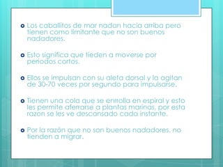  Los caballitos de mar nadan hacia arriba pero
tienen como limitante que no son buenos
nadadores.
 Esto significa que tieden a moverse por
periodos cortos.
 Ellos se impulsan con su aleta dorsal y la agitan
de 30-70 veces por segundo para impulsarse.
 Tienen una cola que se enrrolla en espiral y esto
les permite aferrarse a plantas marinas, por esta
razon se les ve descansado cada instante.
 Por la razón que no son buenos nadadores, no
tienden a migrar.
 