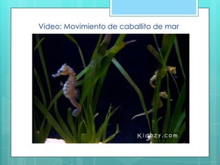 Video: Movimiento de caballito de mar
 
