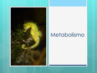 Metabolismo
 