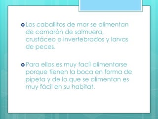 Los caballitos de mar se alimentan
de camarón de salmuera,
crustáceo o invertebrados y larvas
de peces.
Para ellos es muy facíl alimentarse
porque tienen la boca en forma de
pipeta y de lo que se alimentan es
muy fácil en su habitat.
 