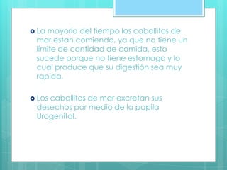  La mayoría del tiempo los caballitos de
mar estan comiendo, ya que no tiene un
límite de cantidad de comida, esto
sucede porque no tiene estomago y lo
cual produce que su digestión sea muy
rapida.
 Los caballitos de mar excretan sus
desechos por medio de la papila
Urogenital.
 