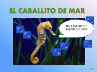 HOLA AMIGOS DEL
PARQUE DE LISBOA
 