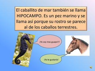 El caballito de mar también se llama
HIPOCAMPO. Es un pez marino y se
llama así porque su rostro se parece
al de los cabal...