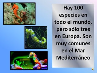 Hay 100
especies en
todo el mundo,
pero sólo tres
en Europa. Son
muy comunes
en el Mar
Mediterráneo
 