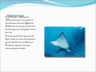 Caballito de mar o hipocampo | PPT