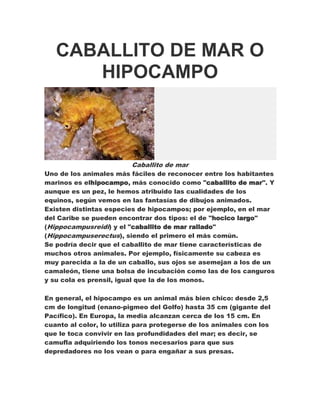 CABALLITO DE MAR O
      HIPOCAMPO



                         Caballito de mar
Uno de los animales más fáciles de reconocer entre los habitantes
marinos es elhipocampo, más conocido como "caballito de mar". Y
aunque es un pez, le hemos atribuido las cualidades de los
equinos, según vemos en las fantasías de dibujos animados.
Existen distintas especies de hipocampos; por ejemplo, en el mar
del Caribe se pueden encontrar dos tipos: el de "hocico largo"
(Hippocampusreidi) y el "caballito de mar rallado"
(Hippocampuserectus), siendo el primero el más común.
Se podría decir que el caballito de mar tiene características de
muchos otros animales. Por ejemplo, físicamente su cabeza es
muy parecida a la de un caballo, sus ojos se asemejan a los de un
camaleón, tiene una bolsa de incubación como las de los canguros
y su cola es prensil, igual que la de los monos.

En general, el hipocampo es un animal más bien chico: desde 2,5
cm de longitud (enano-pigmeo del Golfo) hasta 35 cm (gigante del
Pacífico). En Europa, la media alcanzan cerca de los 15 cm. En
cuanto al color, lo utiliza para protegerse de los animales con los
que le toca convivir en las profundidades del mar; es decir, se
camufla adquiriendo los tonos necesarios para que sus
depredadores no los vean o para engañar a sus presas.
 