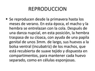 REPRODUCCION
 Se reproducen desde la primavera hasta los
  meses de verano. En esta época, el macho y la
  hembra se entrelazan con la cola. Después de
  una danza nupcial, en esta posición, la hembra
  traspasa de su cloaca, con ayuda de una papila
  genital de unos 3mm. de largo, sus huevos a la
  bolsa ventral (incubatriz) de los machos, que
  está recubierta de suave tejido y dispuesta en
  compartimentos, para mantener cada huevo
  separado, como en células esponjosas.
 