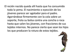 El recién nacido queda allí hasta que ha consumido
   toda la yema. El nacimiento o eyección de los
   jóvenes parece ser agotador para el padre.
   Agarrándose firmemente con la cola sobre un
   soporte, frota su bolsa contra una concha o roca
   hasta que salen los jóvenes, con fracciones de sus
   tejidos internos. No parece cierto que sean los hijos
   los que producen la rotura de estos tejidos.
 