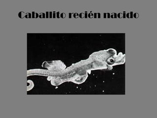 Caballito recién nacido
 