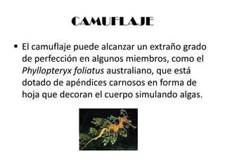 CAMUFLAJE
 El camuflaje puede alcanzar un extraño grado
  de perfección en algunos miembros, como el
  Phyllopteryx foliatus australiano, que está
  dotado de apéndices carnosos en forma de
  hoja que decoran el cuerpo simulando algas.
 