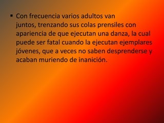  Con frecuencia varios adultos van
  juntos, trenzando sus colas prensiles con
  apariencia de que ejecutan una danza, la cual
  puede ser fatal cuando la ejecutan ejemplares
  jóvenes, que a veces no saben desprenderse y
  acaban muriendo de inanición.
 