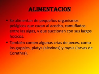 ALIMENTACION
 Se alimentan de pequeños organismos
  pelágicos que cazan al acecho, camuflados
  entre las algas, y que succionan con sus largos
  hocicos.
 También comen algunas crías de peces, como
  los guppies, platys (alevines) y mysis (larvas de
  Corethra).
 