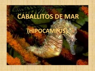 CABALLITOS DE MAR
  (HIPOCAMPUS)
 