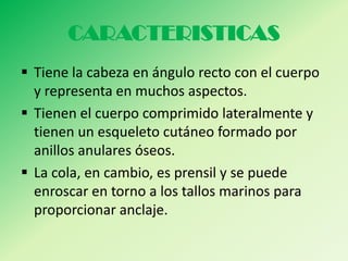 CARACTERISTICAS
 Tiene la cabeza en ángulo recto con el cuerpo
  y representa en muchos aspectos.
 Tienen el cuerpo comprimido lateralmente y
  tienen un esqueleto cutáneo formado por
  anillos anulares óseos.
 La cola, en cambio, es prensil y se puede
  enroscar en torno a los tallos marinos para
  proporcionar anclaje.
 