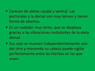  Carecen de aletas caudal y ventral. Las
  pectorales y la dorsal son muy tenues y tienen
  forma de abanico.
 Es un nadador muy lento, que se desplaza
  gracias a las vibraciones ondulantes de la aleta
  dorsal.
 Sus ojos se mueven independientemente uno
  del otro y moviendo su cabeza puede vigilar
  perfectamente entre las hierbas en las que
  viven.
 