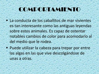 COMPORTAMIENTO
 La conducta de los caballitos de mar vivientes
  es tan interesante como las antiguas leyendas
  sobre estos animales. Es capaz de ostentar
  notables cambios de color para acomodarlo al
  del medio que le rodea.
 Puede utilizar la cabeza para trepar por entre
  las algas en las que vive descolgándose de
  unas a otras.
 