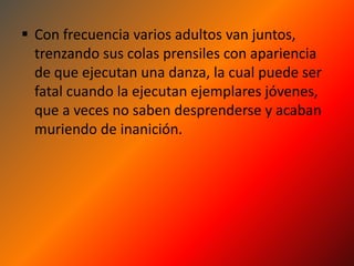  Con frecuencia varios adultos van juntos,
  trenzando sus colas prensiles con apariencia
  de que ejecutan una danza, la cual puede ser
  fatal cuando la ejecutan ejemplares jóvenes,
  que a veces no saben desprenderse y acaban
  muriendo de inanición.
 