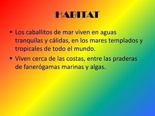 HABITAT
 Los caballitos de mar viven en aguas
  tranquilas y cálidas, en los mares templados y
  tropicales de todo el mundo.
 Viven cerca de las costas, entre las praderas
  de fanerógamas marinas y algas.
 