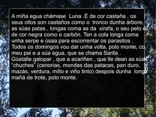 A miña egua chámase Luna .É de cor castaña , os
seus ollos son castaños como o tronco dunha árbore,
as súas patas , longas coma as da xirafa, o seu pelo é
de cor negra como o carbón. Ten a cola longa coma
unha serpe e úsaa para escorrentar os parasitos .
Todos os domingos vou dar unha volta, polo monte, co
meu pai e a súa egua, que se chama Sarita .
Gústalle galopar , que a acariñen , que lle dean as súas
“chuches” (cenorias, mondas das patacas, pan duro,
mazás, verdura, millo e viño tinto) despois dunha longa
mañá de trote, polo monte.
 