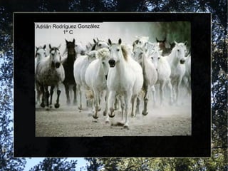 Adrián Rodríguez González
           1º C

          THE END
 